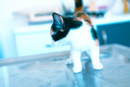cute sick cat waiting for the vet