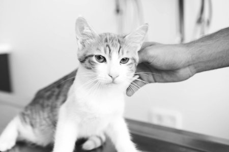 sick cat waiting for the vet