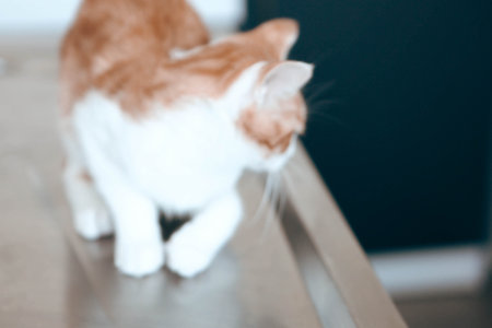 sick cat waiting for the vetの写真素材