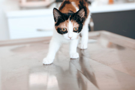 cute catの写真素材