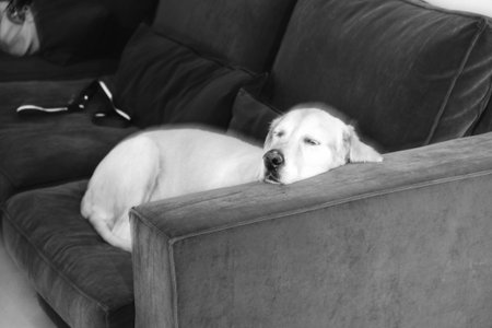 cute sick dog waiting for the vet