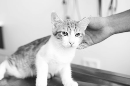 sick cat waiting for the vet