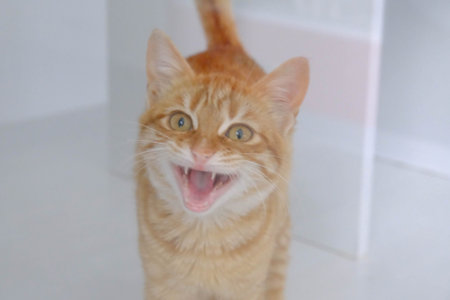 cute cat