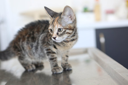 cute sick cat waiting for the vet