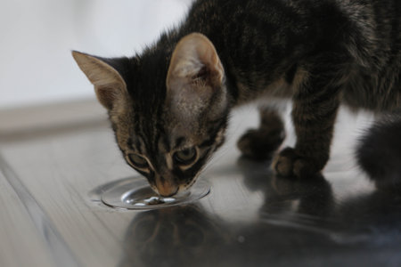 cute catの写真素材