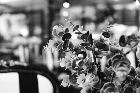Bouquet of flowers in a restaurant. Black and white photo.の写真素材
