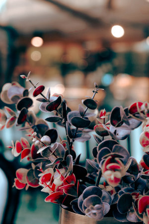 Flower pot with red and black flowers. Selective focus.の写真素材