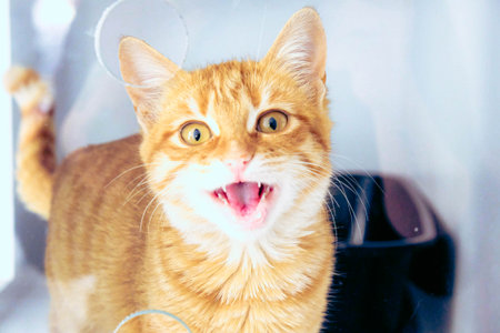 cute catの写真素材