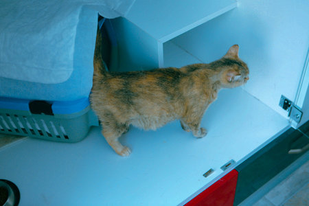 cute cat waiting