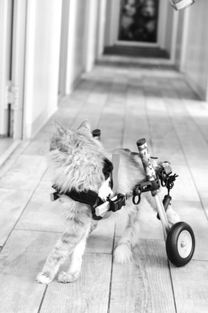 cute cat waitingの写真素材