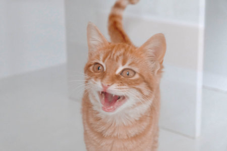 cute catの写真素材