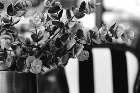Black and white photo of a plant in a vaseの写真素材