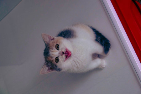 cute cat waiting