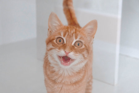 cute catの写真素材