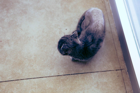 cute catの写真素材