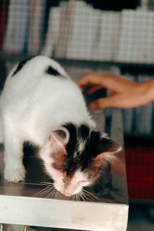 cute cat waiting for the vet