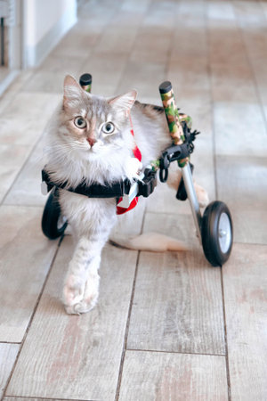 cute cat waiting