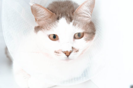 cute sick cat waiting for the vetの写真素材