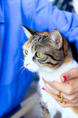cute cat waiting for the vetの写真素材