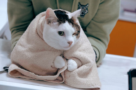 sick cat waiting for the vetの写真素材