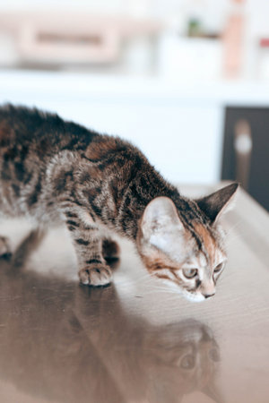 cute cat