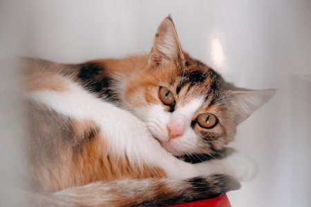 cute cat waiting for the vet