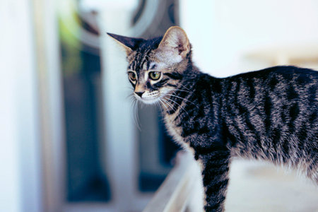 cute cat waiting