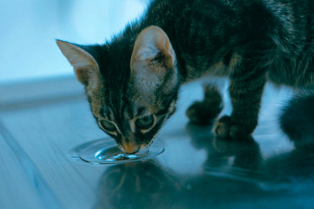 cute catの写真素材