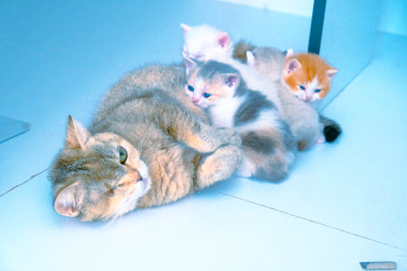 cute cat with kittens