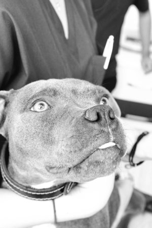 cute sick dog waiting for the vetの写真素材