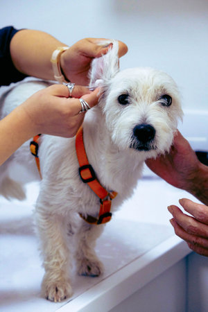cute sick dog waiting for the vet