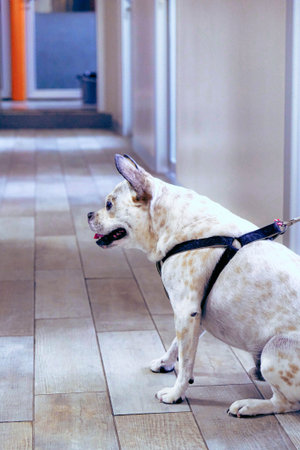 cute dog waiting
