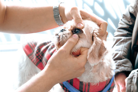 cute sick dog waiting for the vet