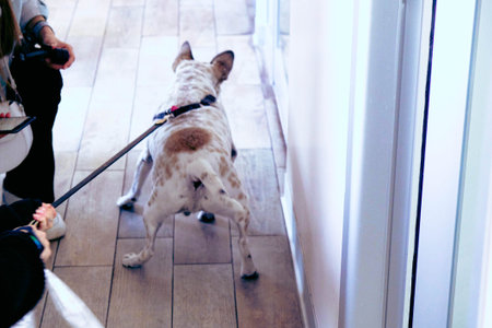 cute dog waiting