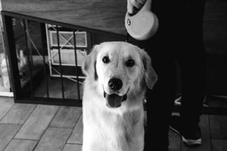 cute dog waiting