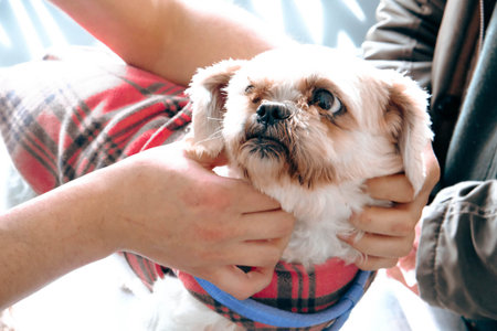 cute sick dog waiting for the vet