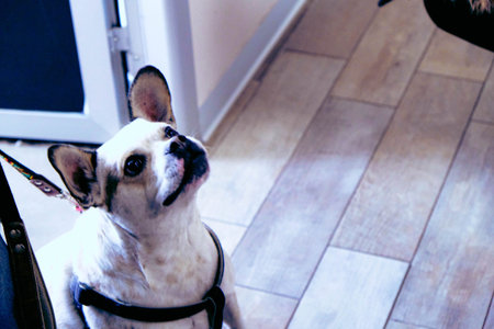 cute dog waiting