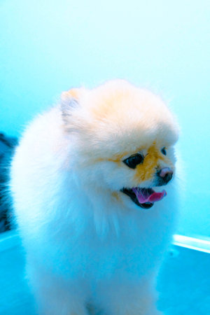 cute dogの写真素材