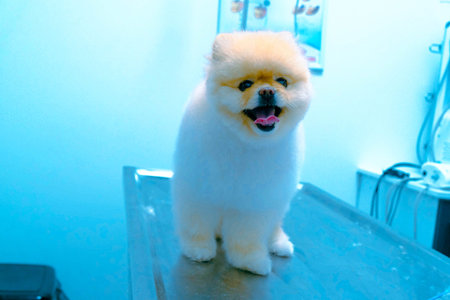 cute sick dog waiting for the vet