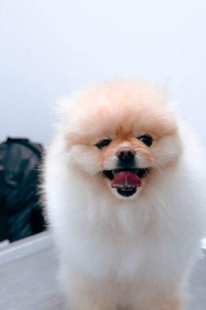 cute dogの写真素材