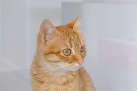cute cat waiting for the vet