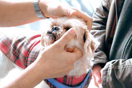 cute sick dog waiting for the vetの写真素材