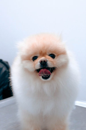 cute dogの写真素材