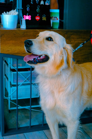 cute dog waiting