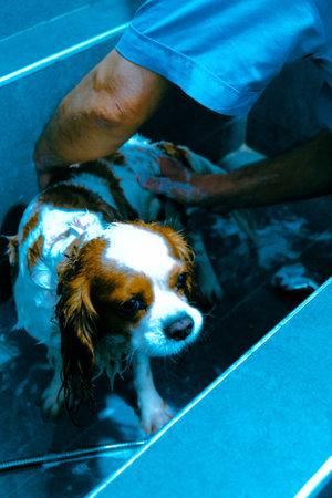 cute dog waiting