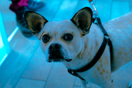 cute sick dog waiting for the vet