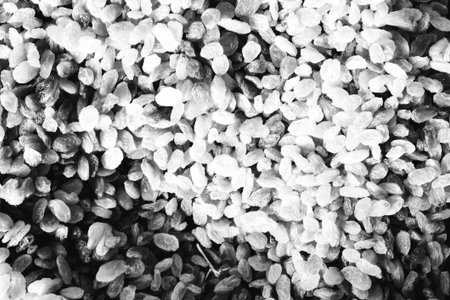 Black and white dry rice background. top view Copy space.の写真素材