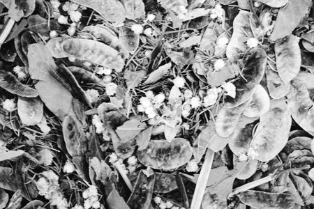 Flowers and leaves in the garden. Black and white photo.