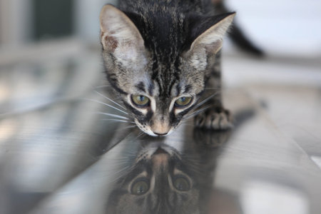 sick cat waiting for the vet