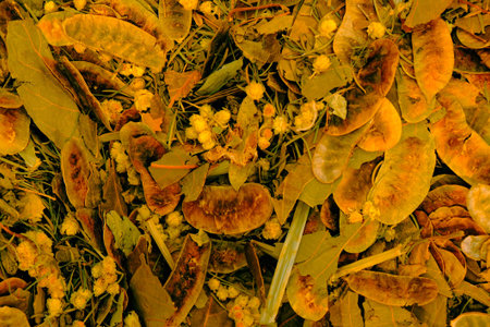 Dry linden flowers on the ground in autumn, background